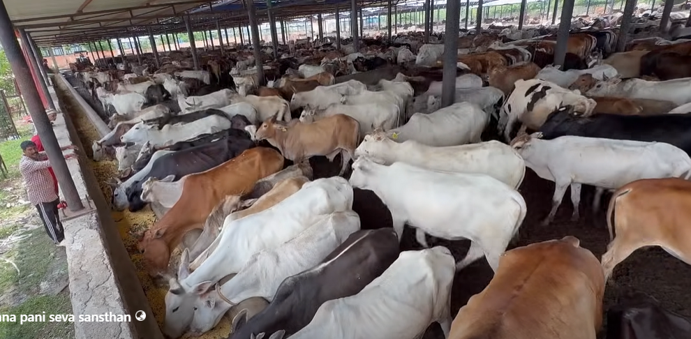 Coming Together to Care for Cattle